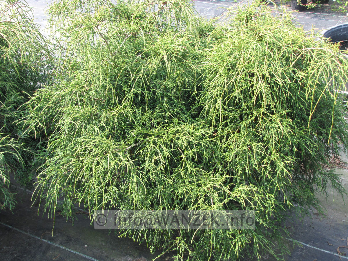 Chamaecyparis pisifera Filifera Nana 02.JPG